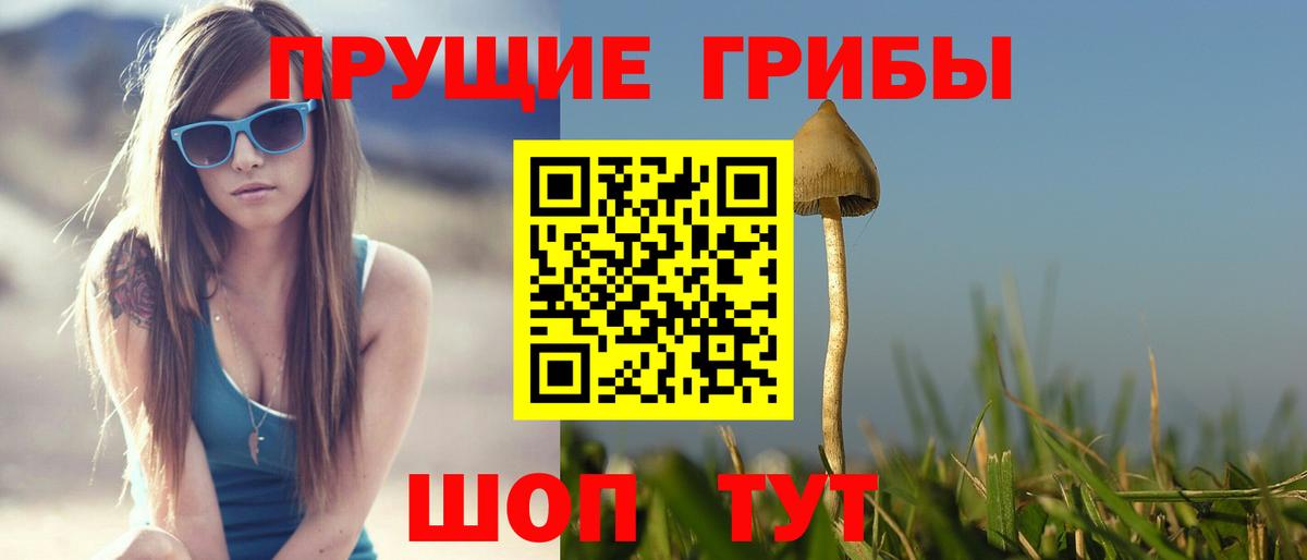 Галлюциногенные грибы Psilocybe Ставрополь